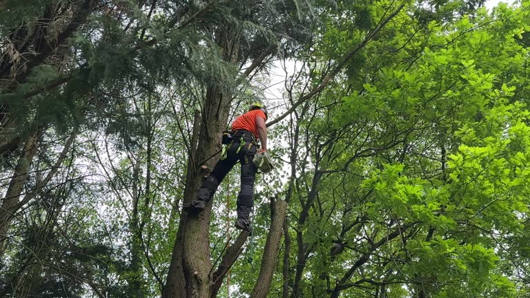 Seasonal Cleanup (Spring/Fall) in Palouse, WA