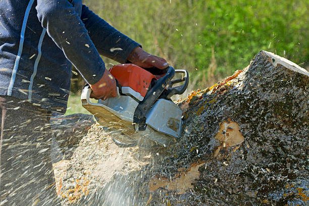 Reliable Palouse, WA Tree Removal Solutions